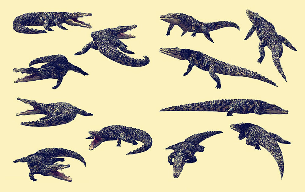 Alligator-Ancient animal