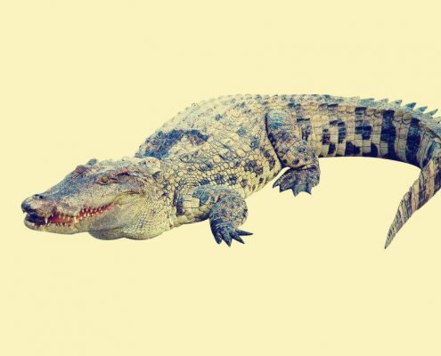 Crocodile-Ancient Animal