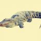 Crocodile-Ancient Animal