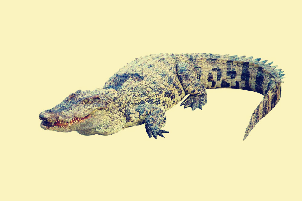 Crocodile-Ancient Animal