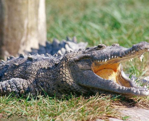 Alligator