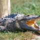 Alligator