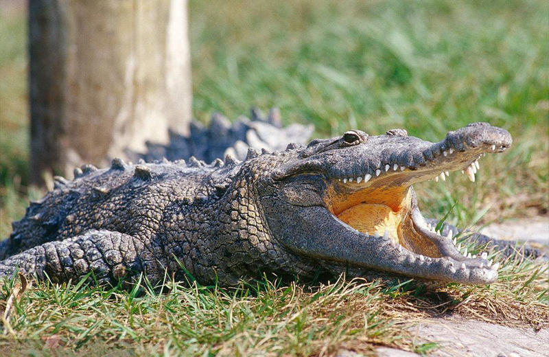 Alligator